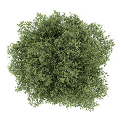 Wall Mural - top view of english oak tree isolated on white background
