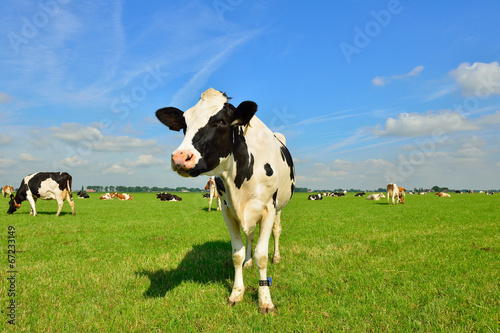 Vaches laitières sur les terres agricoles Poster Mural XXL