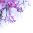 Bouquet of white and pink roses, butterfly. Floral background.