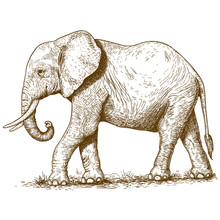Vector Illustration Of Engraving Elephant