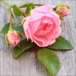 rose auf Holztisch