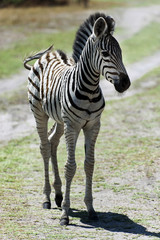 Wall Mural - junges Zebra im Chobe Park, Botswana