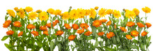 Medical Marigold Isolated Line