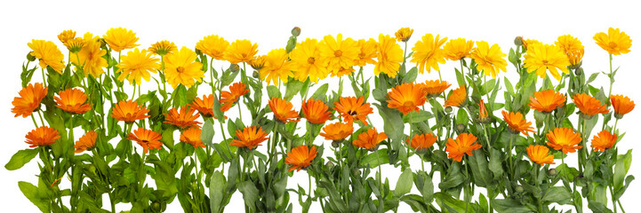 Medical marigold isolated line