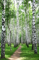 Wall Mural - Pathway in the summer birch grove