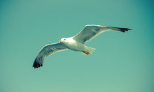 Seagull In The Blue Sky