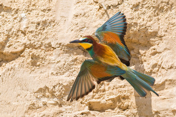the colors of the bee eater