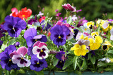 Colored Pansies