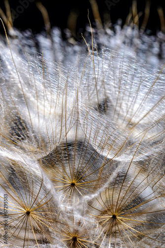 Naklejka na szybę Macro of dandelion seed with back light on a black background