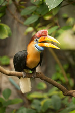 Great Hornbill Stand On The Branch In Forest.
