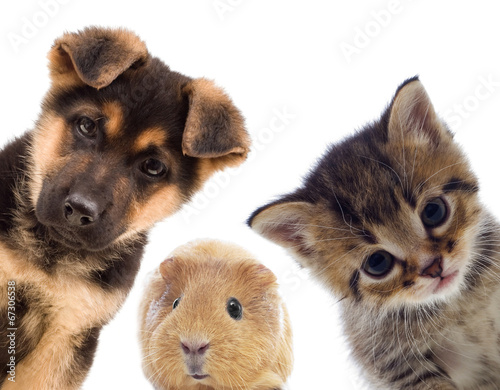 Fototapeta dla dzieci Puppy and kitten and guinea pig