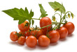 Solanum lycopersicum 토마토 Pomidor zwyczajny トマトPomodoro