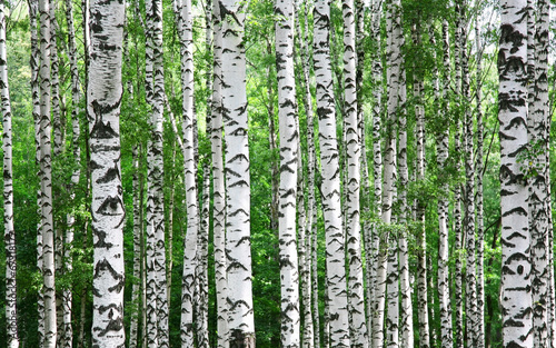 Naklejka dekoracyjna Trunks of birch trees in summer