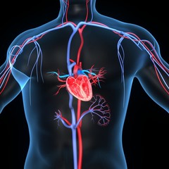 heart with body