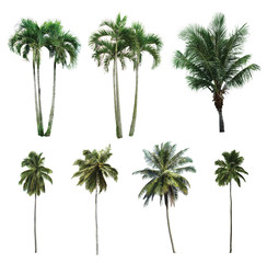  Palm trees on white background