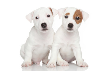 Wall Mural - Jack Russell puppies