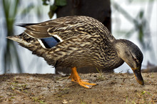 A Duck Eating In The Earth