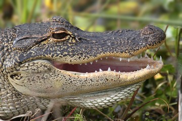 American Alligator Basking in The Sun