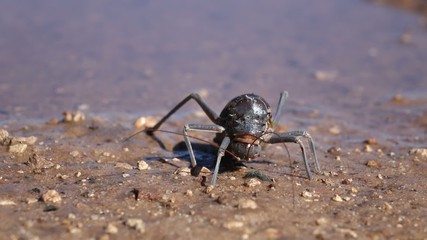 Sticker - Close-up of an African Armoured ground cricket feeding