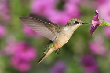 Sticker - Ruby-throated Hummingbird
