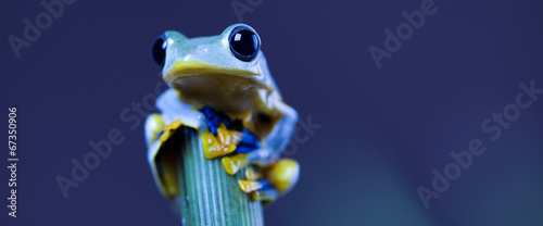 Exotic frog in indonesia Tableau sur Toile