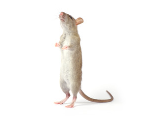 Poster - rat