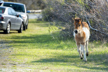 Assateague Horse Baby Young Puppy Wild Pony