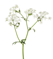 Wall Mural - poison parsley flowers isolated on white