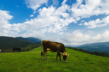 Cows Grazing On Mountain Meadow