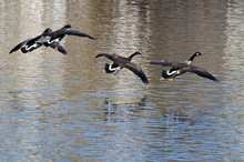 Canada Geese Flying Over Water