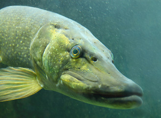 Wall Mural - Underwater photo of a big Northern Pike (Esox Lucius).