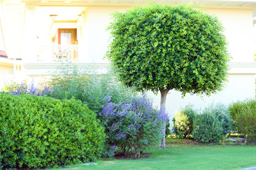 Sticker - Beautiful tree and bushes at park