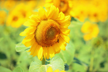 Canvas Print - Beautiful sunflowers field