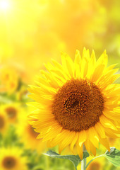 Fotomurales - Bright yellow sunflowers