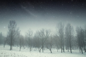 winter night in the park. Elements of this image furnished by NA