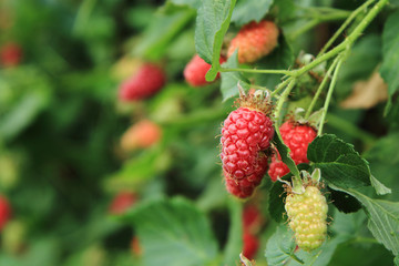 Wall Mural - raspberries plant with fresh fruits