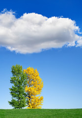 Wall Mural - Autumn landscape. Yellow and green tree in the field against the