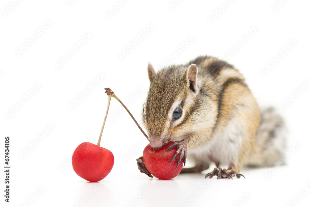 さくらんぼを食べるシマリス の Stock フォト | Adobe Stock