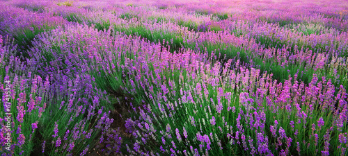 Naklejka dekoracyjna Lavender texture.