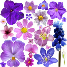 Collection Of Blue, Purple Flowers Isolated On White Background