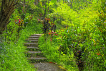 Balinese jungle