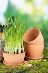 Poster - Green grass in flowerpots and gardening tools, outdoors