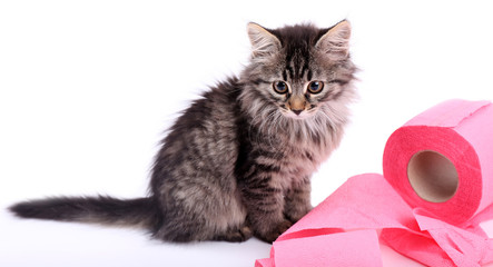 Wall Mural - Cute kitten playing with roll of toilet paper, isolated on