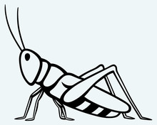Grasshopper. Image Isolated On Blue Background
