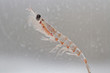 Antarctic krill in the water column of the Southern Ocean
