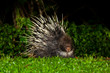 Nocturnal animals Malayan porcupine front view