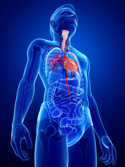 male heart anatomy