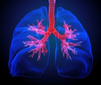 Lungs with visible bronchi