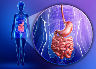 Wall Mural - Small intestine anatomy of female