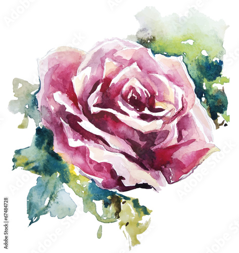 Naklejka - mata magnetyczna na lodówkę watercolor rose. Flower painting. Vector EPS 10.